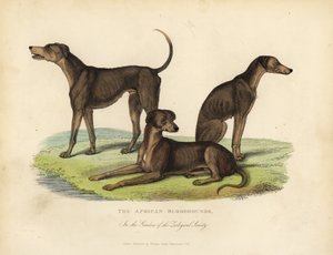 Afrikanske blodhunde i Zoologisk Selskabs haver. af William Smellie