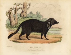 Afrikansk civet, Civettictes civet.