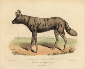 Afrikansk jagthund, Lycaon malet. af William Smellie