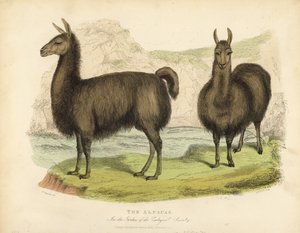 Alpaca, Vicuna pacos. af William Smellie