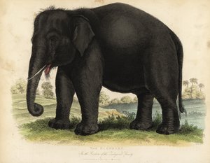 Asiatisk elefant, den største elefant, truet.