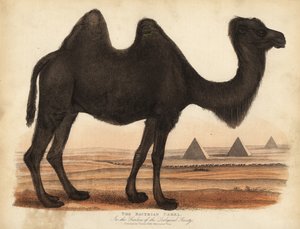 Bactrian kamel, Camelus bactrianus. af William Smellie