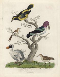 Sort og gul slyngplante, brun og hvid slyngplante, Certhia americana, Cayenne slyngplante, Dacnis cayana, Dodo, Raphus cucullatus og purre eller stint, Calidris alpina. Håndfarvet kobberstik af en ukendt kunstner fra William Smellies Natural Histo af William Smellie