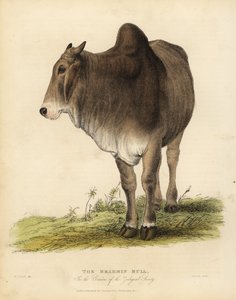 Brahma race af zebu-kvæg, Bos taurus indicus.
