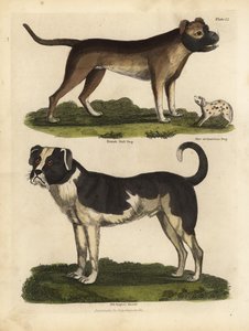 Hunderacer, Canis lupus familiaris. af William Smellie