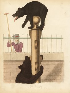 brun bjørn af William Smellie