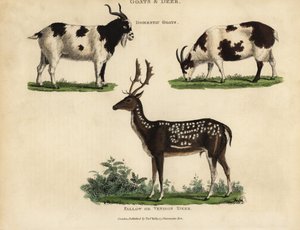 Tamgeder og dådyr eller dåvildt. af William Smellie
