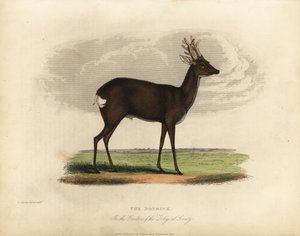 Europæisk rådyr, Capreolus capreolus. af William Smellie