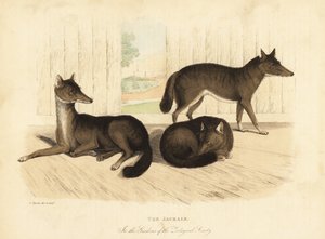 Guldsjakal, Canis aureus. af William Smellie