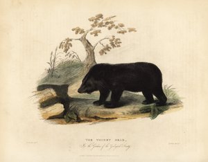 Himalayas sortbjørn, Ursus thibetanus laniger.