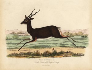Indisk antilope eller sortbuk, Antilope cervicapra.