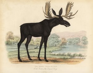 Elg eller elg, Alces alces. af William Smellie