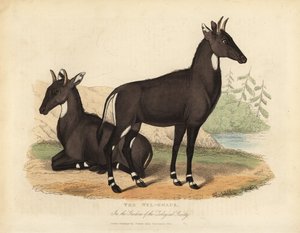Nilgai eller blå tyr, Boselaphus tragocamelus. af William Smellie
