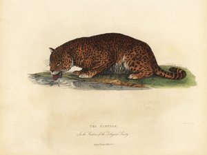 Panther, Panthera pardus og Panthera onca. af William Smellie