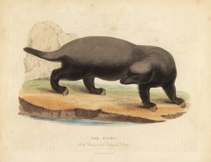Ratel eller honninggrævling, Mellivora capensis.