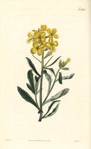 Lugtende vægblomst, Erysimum odoratum (Sødduftende alpehæksennep, Erysium lanceolatum minus). Håndfarvet kobberstik af Weddell efter en botanisk illustration af John Curtis fra William Curtis