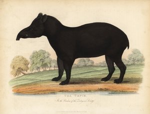 Sydamerikansk tapir, Tapirus terrestris, sårbar. af William Smellie