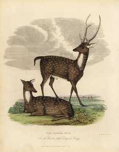 Sumphjort eller -løve, Rucervus duvaucelii.