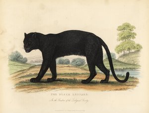 Den sorte leopard, Panthera pardus.