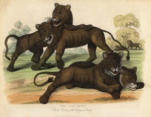 Løveungerne i Zoologisk Selskabs Haver. af William Smellie