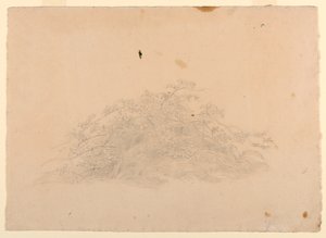 Undersøgelse af løv af William Stanley Haseltine