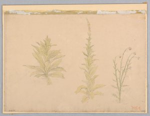 Undersøgelse af mulleinplanter af William Stanley Haseltine