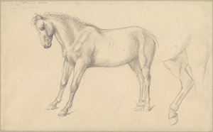 Studier af en pony af William Strutt