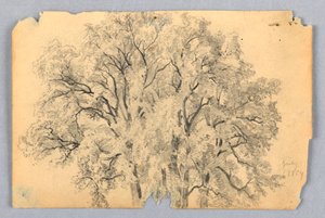 Undersøgelse af elmetræ af William Trost Richards