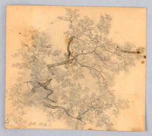 Undersøgelse af elmetræ af William Trost Richards