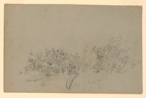 Undersøgelse af løv af William Trost Richards