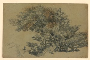 Undersøgelse af løv af William Trost Richards