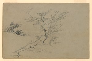 Undersøgelse af løv af William Trost Richards