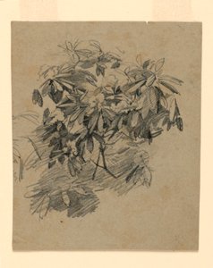 Undersøgelse af løv af William Trost Richards