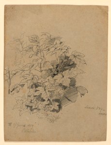 Undersøgelse af løv af William Trost Richards