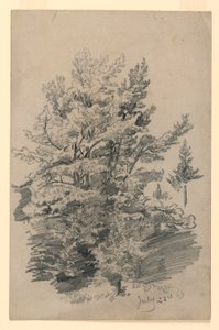 Undersøgelse af løv af William Trost Richards