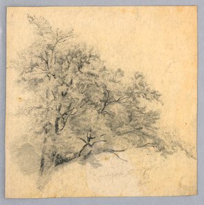 Undersøgelse af løv af William Trost Richards