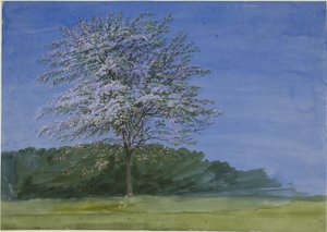 Studie af et træ i blomst af Joseph Mallord William Turner