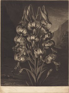 Den fantastiske lilje af William Ward after Philip Reinagle