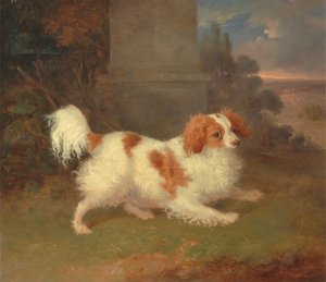 En Blenheim Spaniel af William Webb
