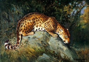 A Leopard Crouching on a Rock (olie på lærred lagt om bord)