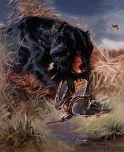 Gordon Setter blandt siv