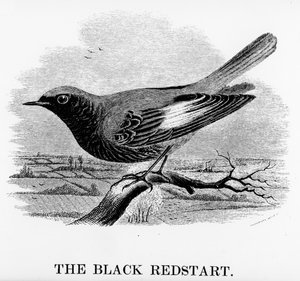 The Black Redstart, illustration fra 