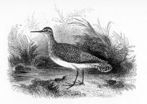 The Common Sandpiper, illustration fra 