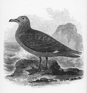 The Common Skua, illustration fra 