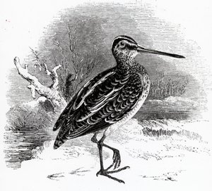 The Common Snipe, illustration fra 