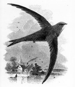 The Common Swift, illustration fra 