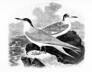 The Common Tern, illustration fra 