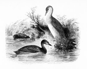 The Little Bee, eller Dabchick, illustration fra 