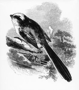 The Long-tailed Tit, illustration fra 
