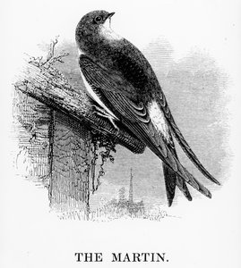 The Martin, illustration fra 